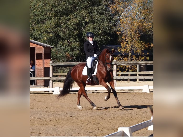 PRE Gelding 16 years 15,2 hh Brown in Seva