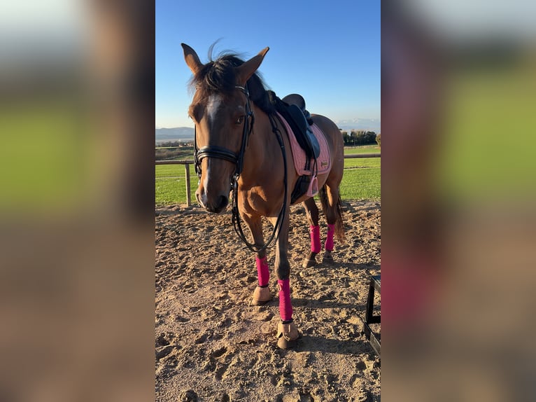 PRE Gelding 16 years 15,2 hh Brown in Seva