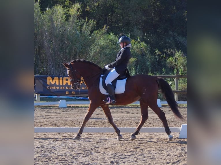 PRE Gelding 16 years 15,2 hh Brown in Seva