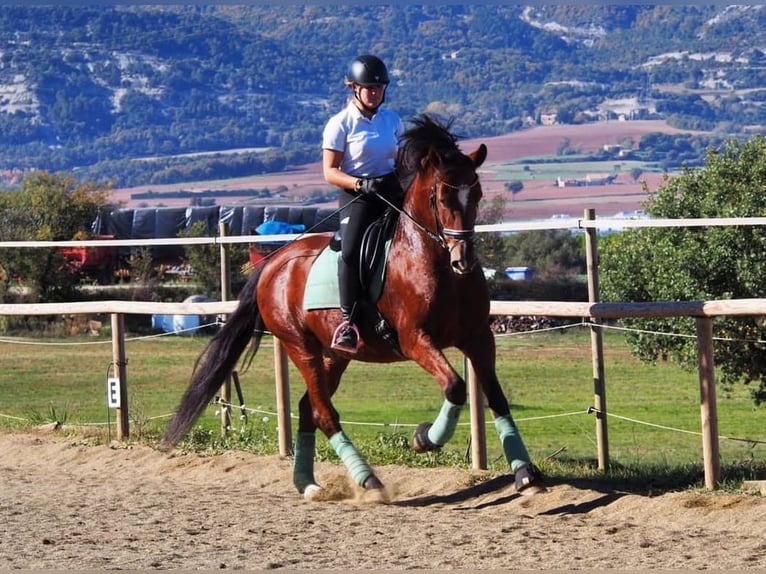 PRE Gelding 16 years 15,2 hh Brown in Seva