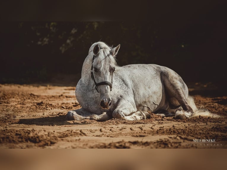 PRE Mix Gelding 16 years 15,2 hh Gray-Fleabitten in Marklohe