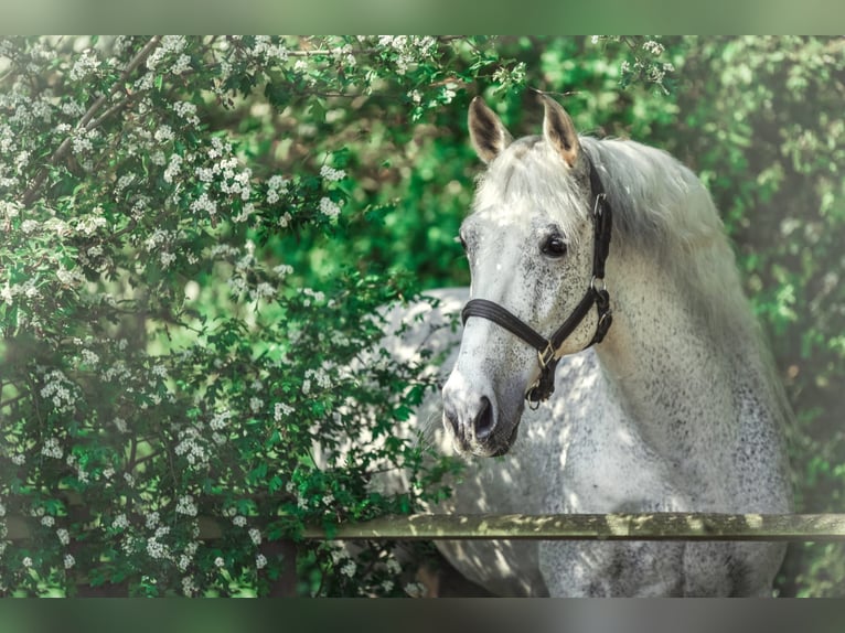PRE Mix Gelding 16 years 15,2 hh Gray-Fleabitten in Marklohe