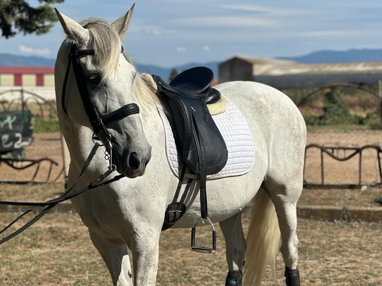 PRE Mix Gelding 16 years 15,2 hh Grey in Grajera