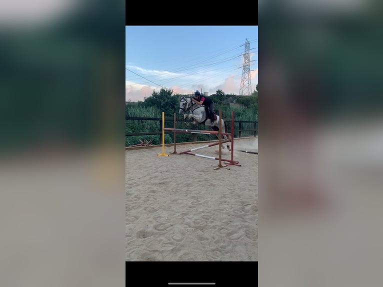 PRE Mix Gelding 16 years 15,2 hh Grey in Sant Climent De Llobregat