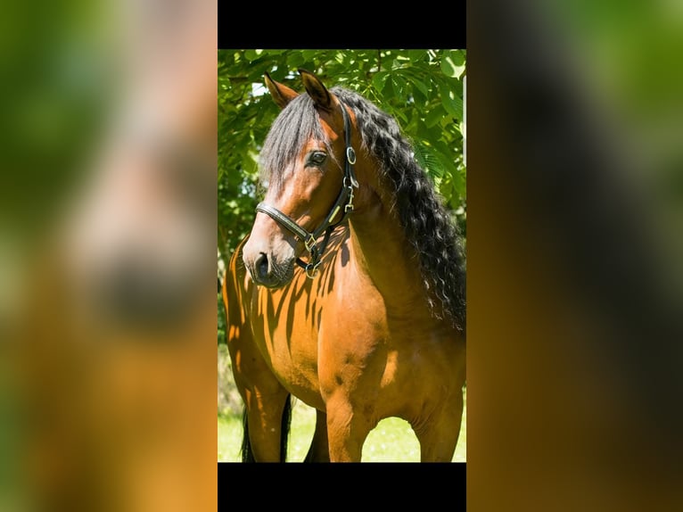 PRE Gelding 16 years 16 hh Brown in Hellevoetsluis