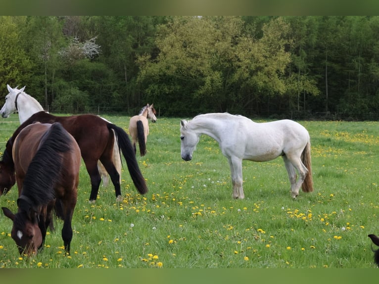 PRE Mix Gelding 16 years 16 hh Gray in Rottenburg am Neckar