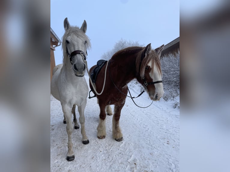 PRE Mix Gelding 16 years 16 hh Gray in Rottenburg am Neckar