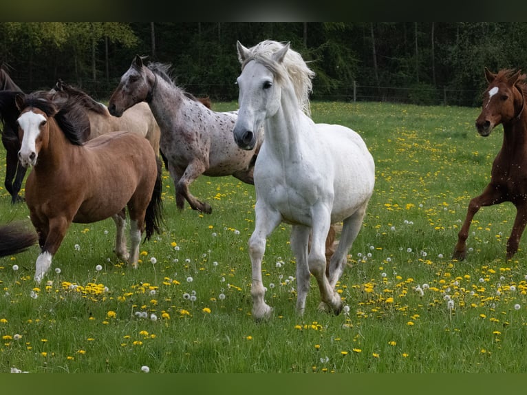 PRE Mix Gelding 16 years 16 hh Gray in Rottenburg am Neckar