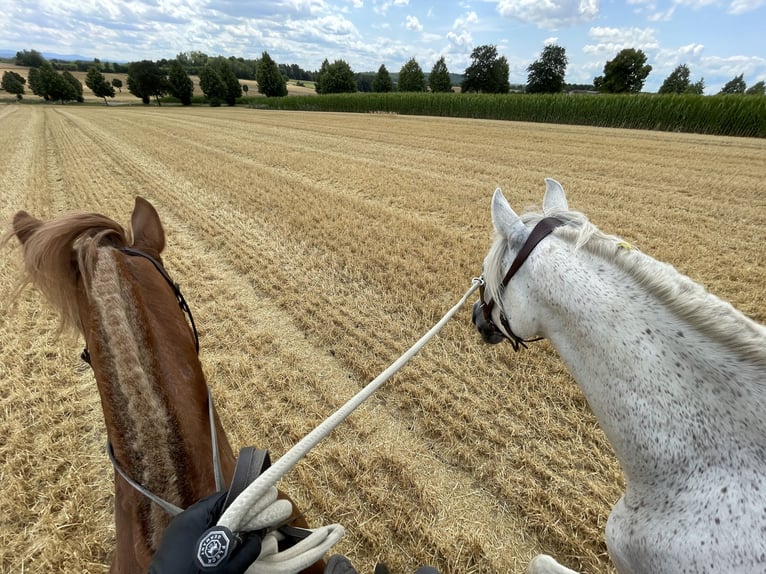PRE Mix Gelding 16 years 16 hh Gray in Rottenburg am Neckar