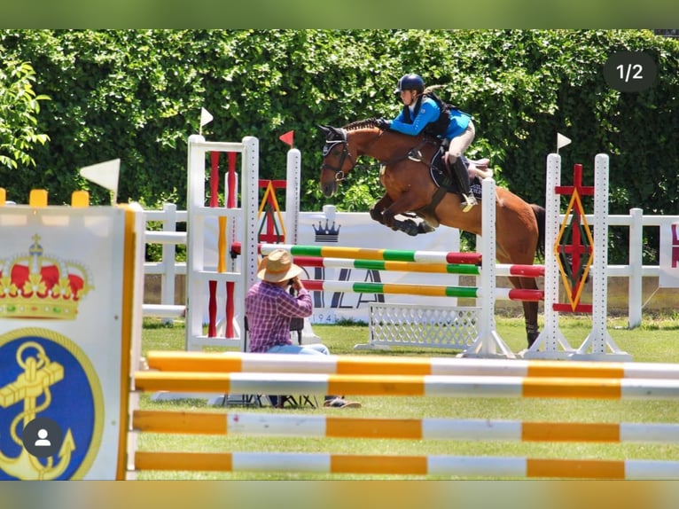 PRE Mix Gelding 16 years 16 hh in Logroño