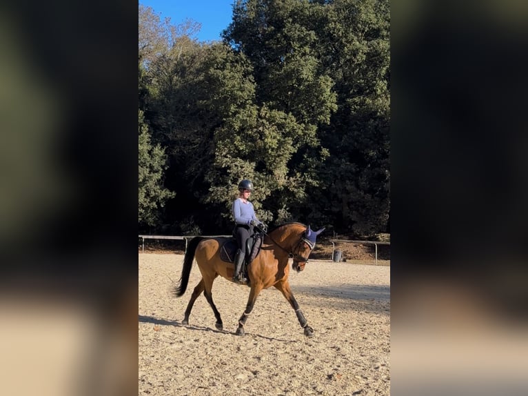 PRE Mix Gelding 16 years 16 hh in Logroño