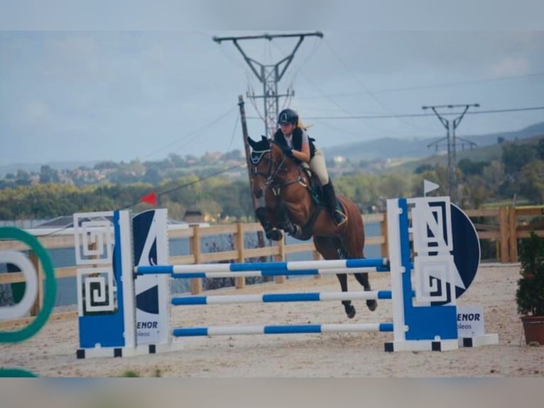 PRE Mix Gelding 16 years 16 hh in Logroño