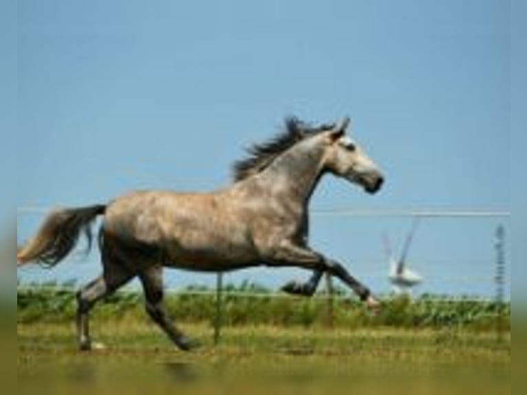 PRE Gelding 16 years 16,1 hh Grey in Roth