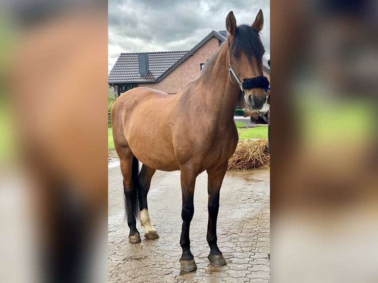 PRE Mix Gelding 16 years 16,2 hh Brown in K&#xF6;ln
