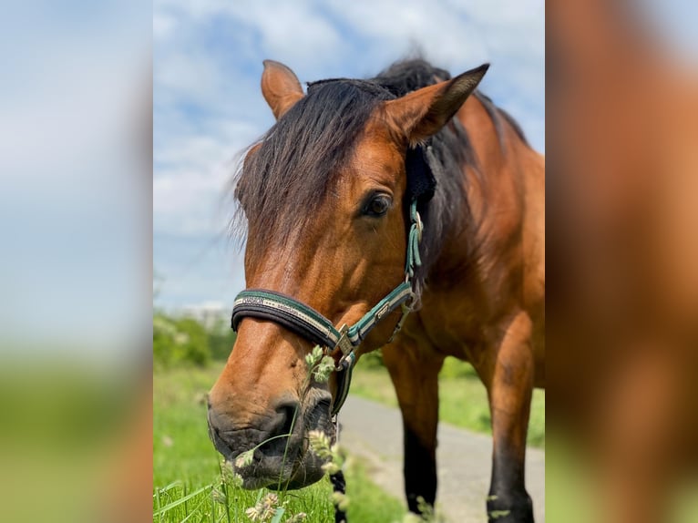 PRE Mix Gelding 16 years 16,2 hh Brown in K&#xF6;ln