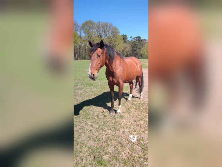 PRE Mix Gelding 16 years 17 hh Brown in Cham