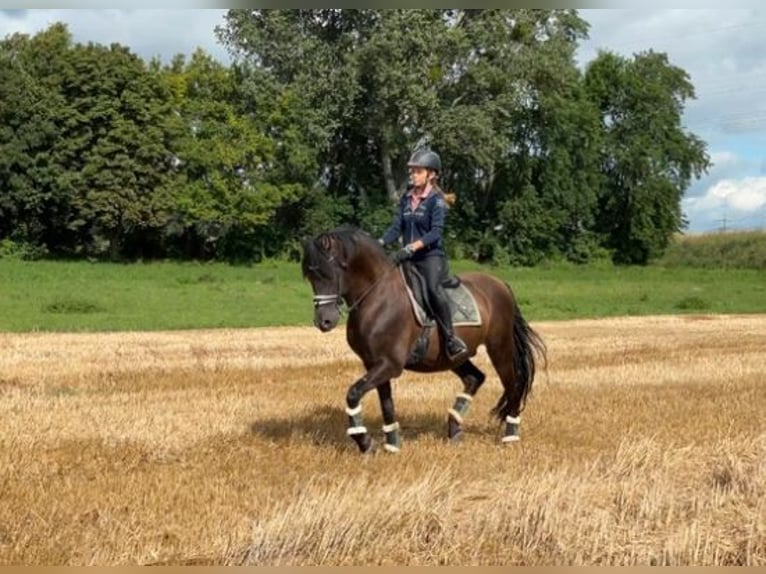 PRE Gelding 17 years 15.2 hh Black in Pfungstadt