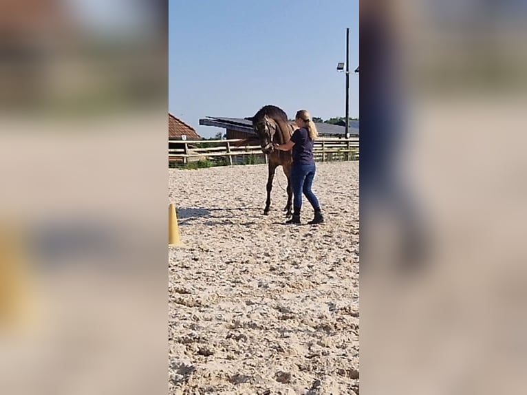 PRE Mix Gelding 17 years 15.2 hh Dun in Hermrigen