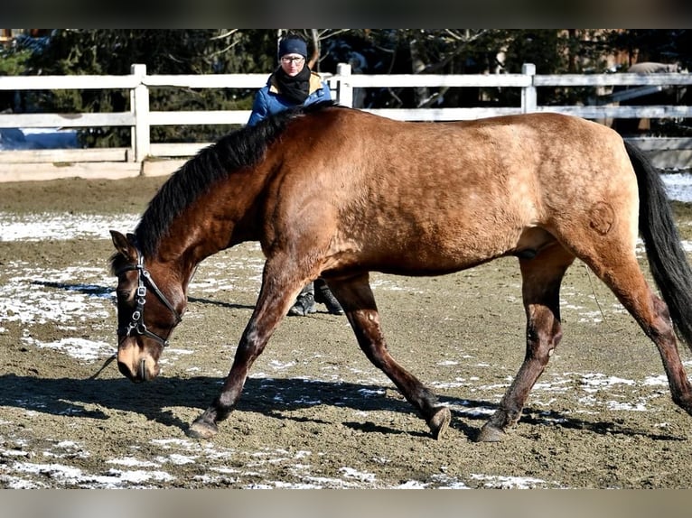 PRE Mix Gelding 17 years 15.2 hh Dun in Hermrigen