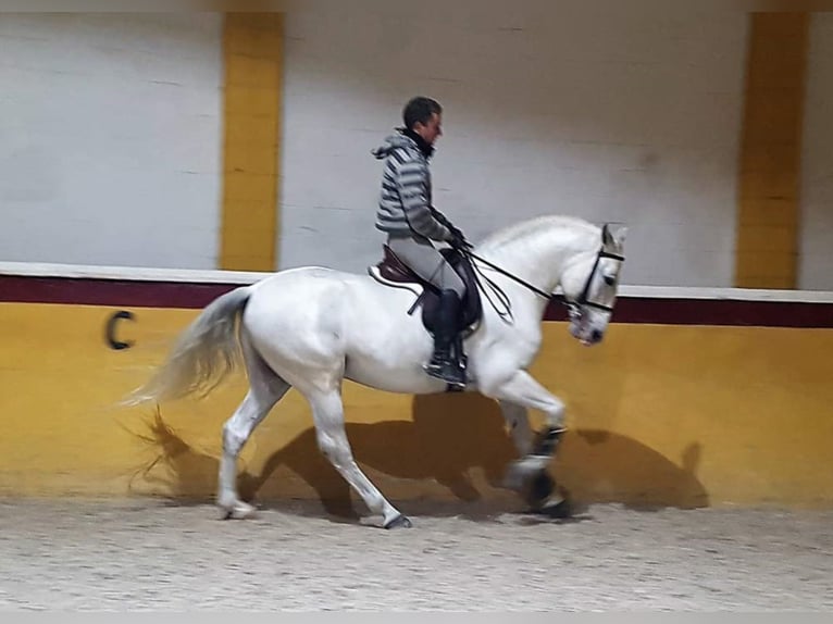 PRE Gelding 17 years 15,2 hh Gray in MADRID