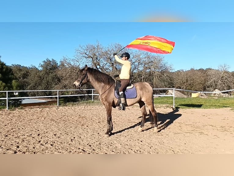 PRE Mix Gelding 17 years 15,3 hh Dun in El Real De La Jara Sevilla