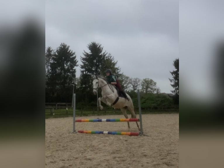 PRE Gelding 17 years 15,3 hh Gray-Dapple in Berg en Dal