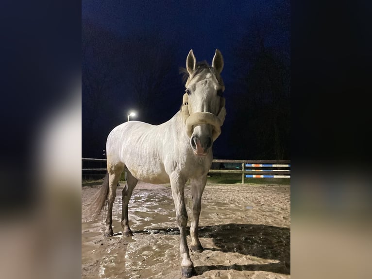 PRE Gelding 17 years 15,3 hh Gray-Dapple in Berg en Dal