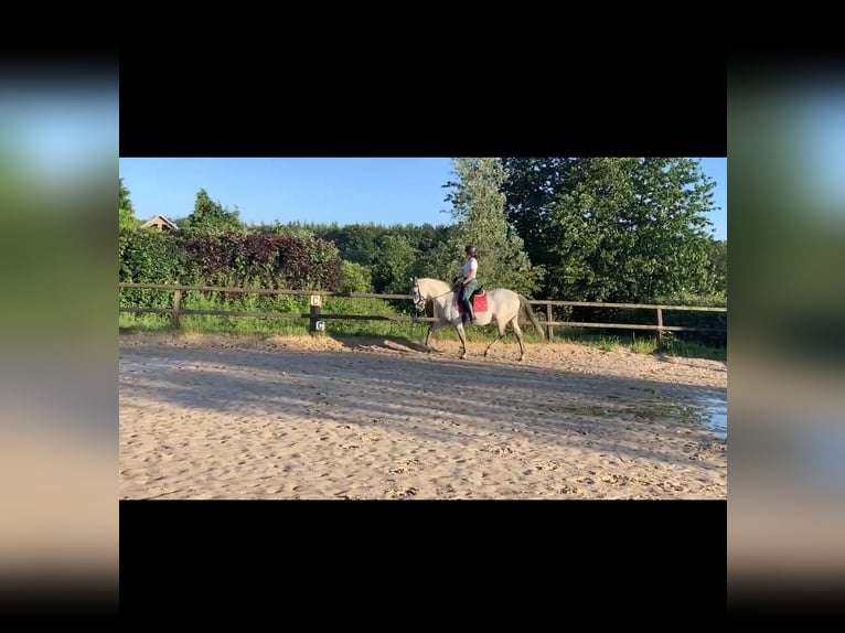 PRE Gelding 17 years 15,3 hh Gray-Dapple in Berg en Dal