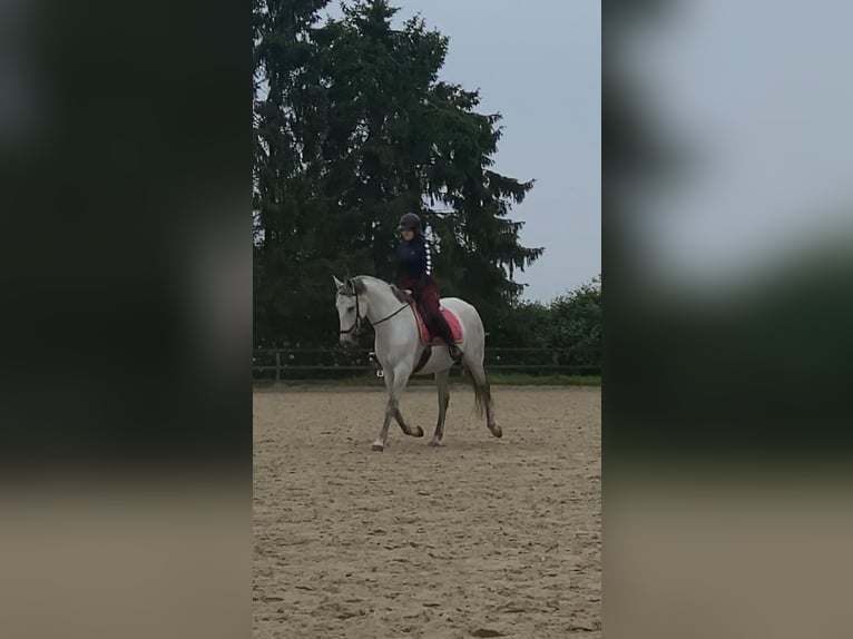 PRE Gelding 17 years 15,3 hh Gray-Dapple in Berg en Dal