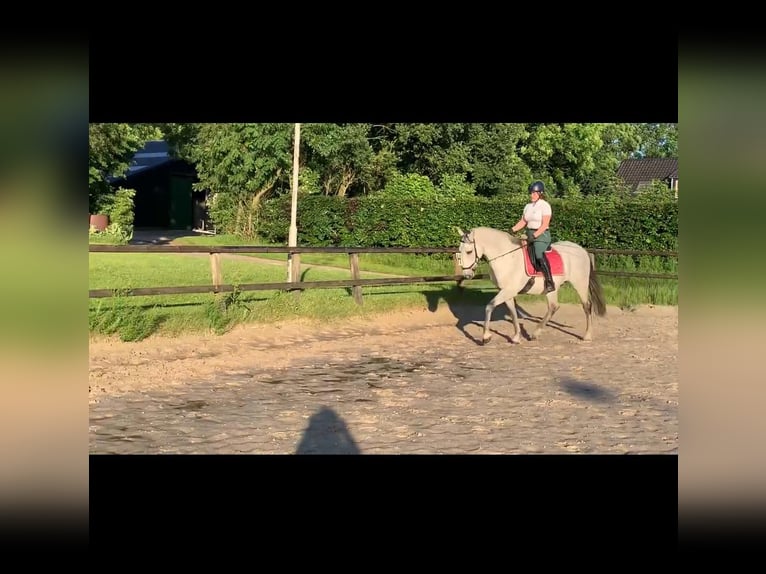 PRE Gelding 17 years 15,3 hh Gray-Dapple in Berg en Dal