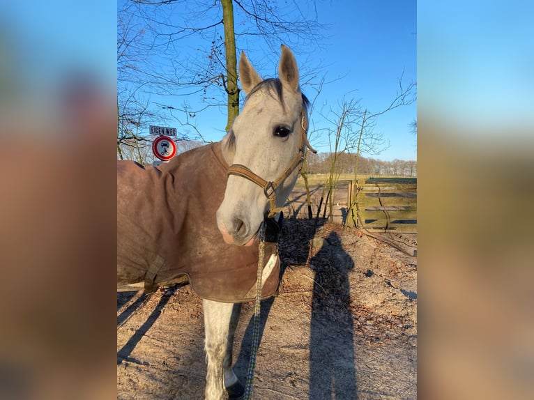 PRE Gelding 17 years 15,3 hh Gray-Dapple in Berg en Dal