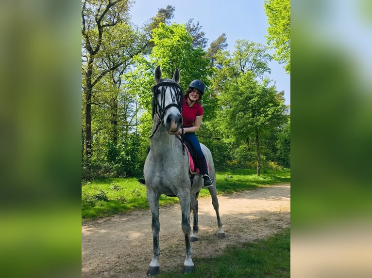 PRE Gelding 17 years 15,3 hh Gray-Dapple in Berg en Dal