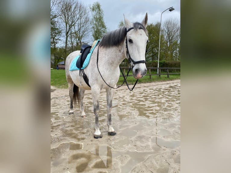 PRE Gelding 17 years 15,3 hh Gray-Dapple in Berg en Dal