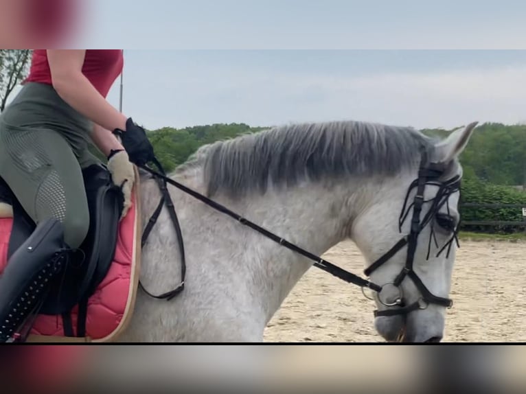 PRE Gelding 17 years 15,3 hh Gray-Dapple in Berg en Dal