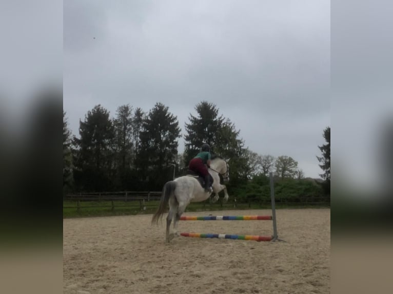 PRE Gelding 17 years 15,3 hh Gray-Dapple in Berg en Dal