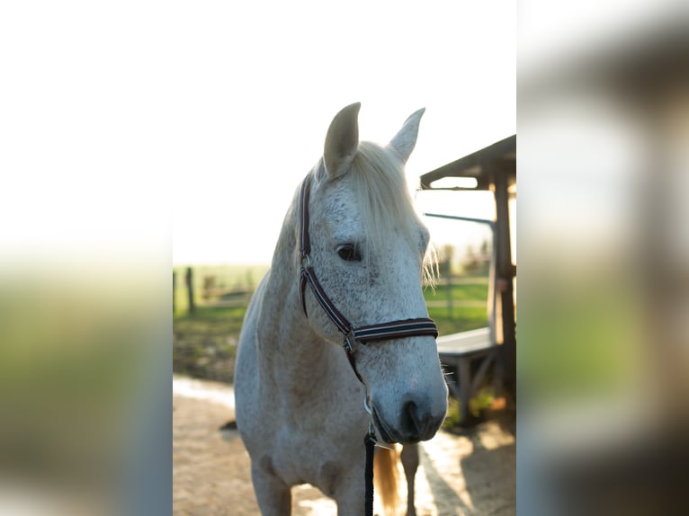 PRE Gelding 17 years 15,3 hh in Leichlingen