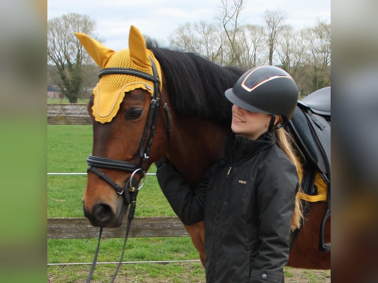 PRE Gelding 17 years 15 hh Brown in Rijmenam