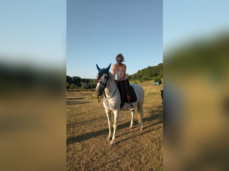 PRE Gelding 17 years 15 hh Grey-Fleabitten in Sondershausen