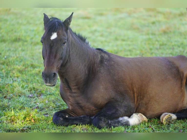 PRE Mix Gelding 17 years 15,1 hh Bay-Dark in Stein am Rhein