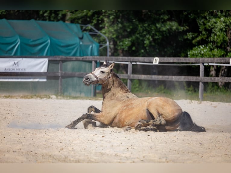 PRE Mix Gelding 17 years 15,1 hh Dun in Wolfsberg