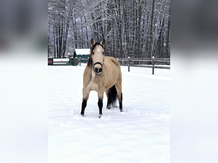 PRE Mix Gelding 17 years 15,1 hh Dun in Wolfsberg