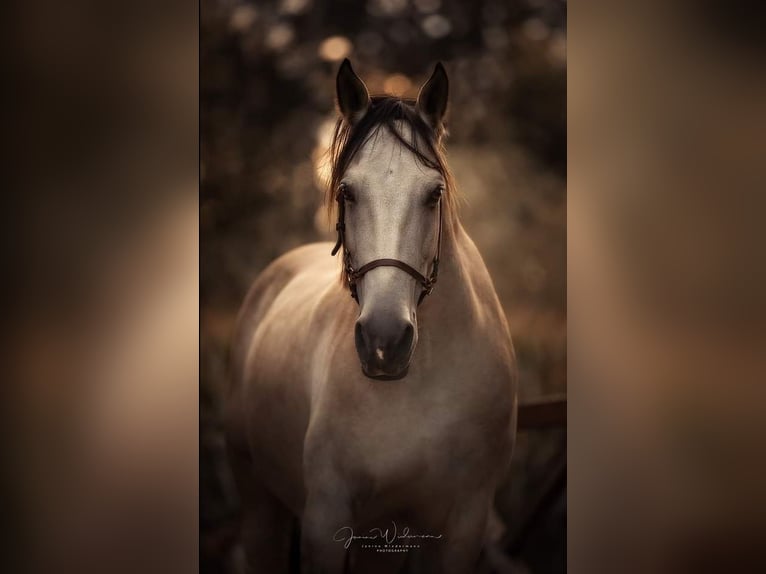 PRE Mix Gelding 17 years 15,1 hh Dun in Wolfsberg