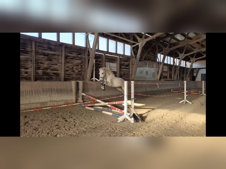 PRE Gelding 17 years 15,1 hh Grey in Regen