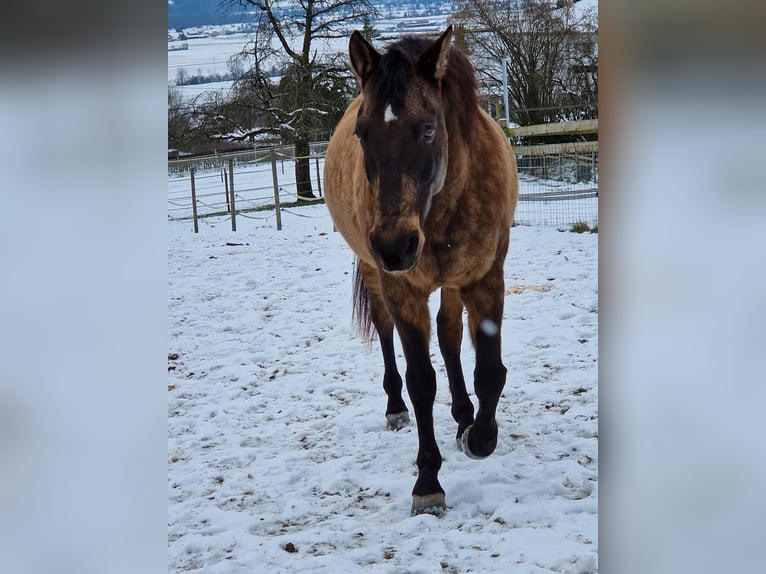 PRE Mix Gelding 17 years 15,2 hh Dun in Hermrigen