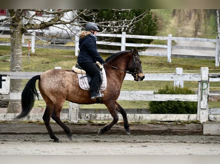 PRE Mix Gelding 17 years 15,2 hh Dun in Hermrigen