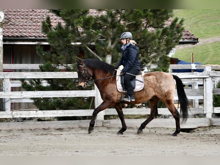 PRE Mix Gelding 17 years 15,2 hh Dun in Hermrigen