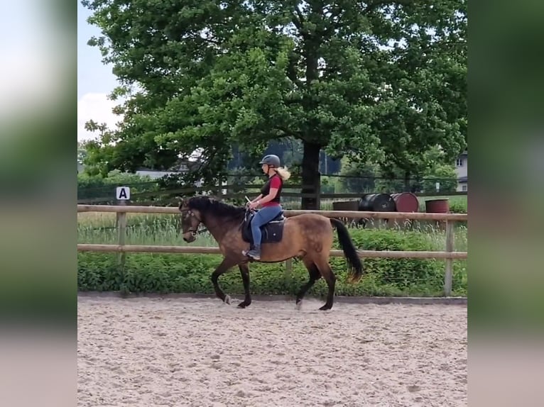 PRE Mix Gelding 17 years 15,2 hh Dun in Hermrigen