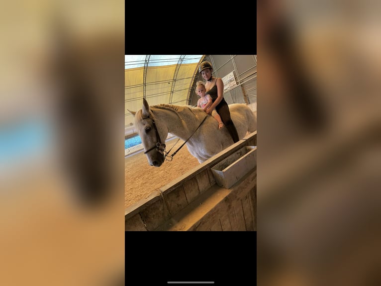 PRE Mix Gelding 17 years 15,2 hh Gray in Beckingen