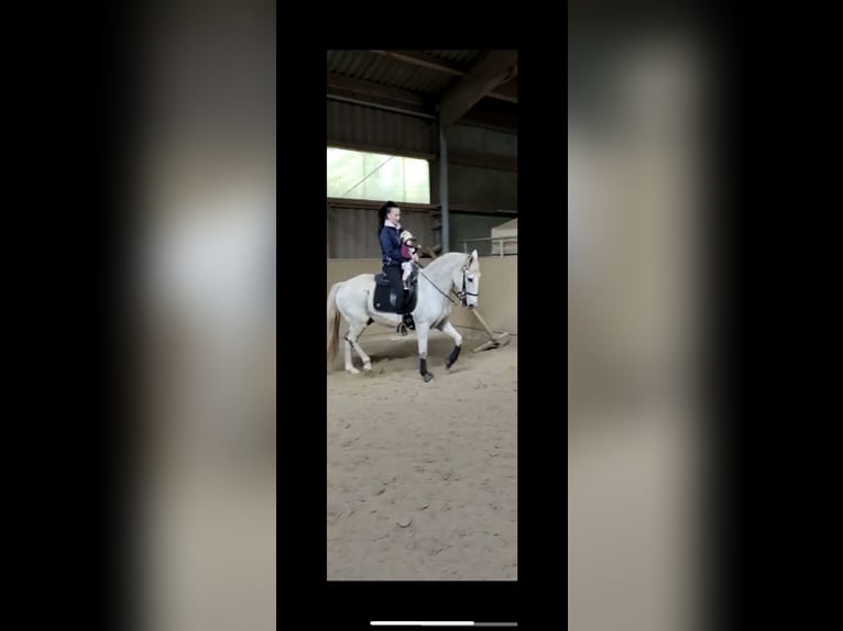 PRE Mix Gelding 17 years 15,2 hh Gray in Beckingen