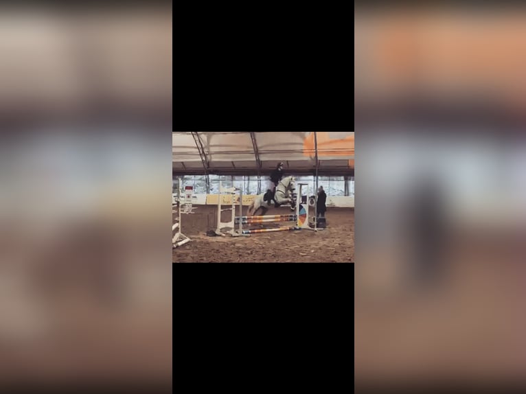 PRE Mix Gelding 17 years 15,2 hh Gray in Beckingen
